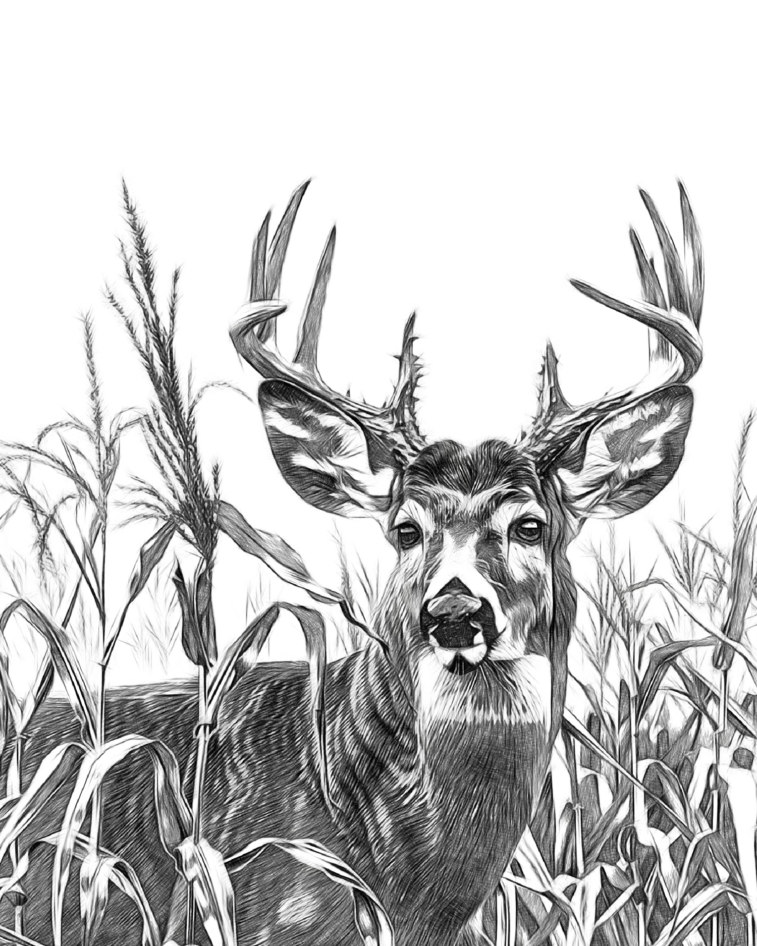 Whitetail Designs