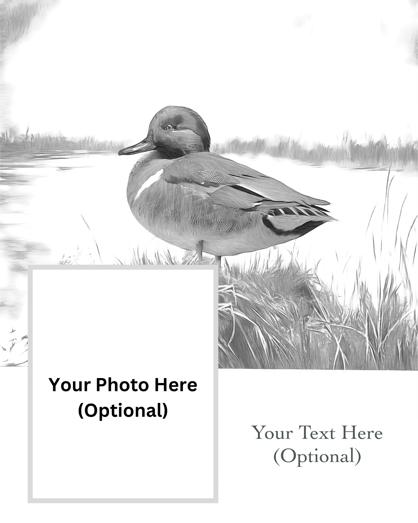 Green-winged Teal