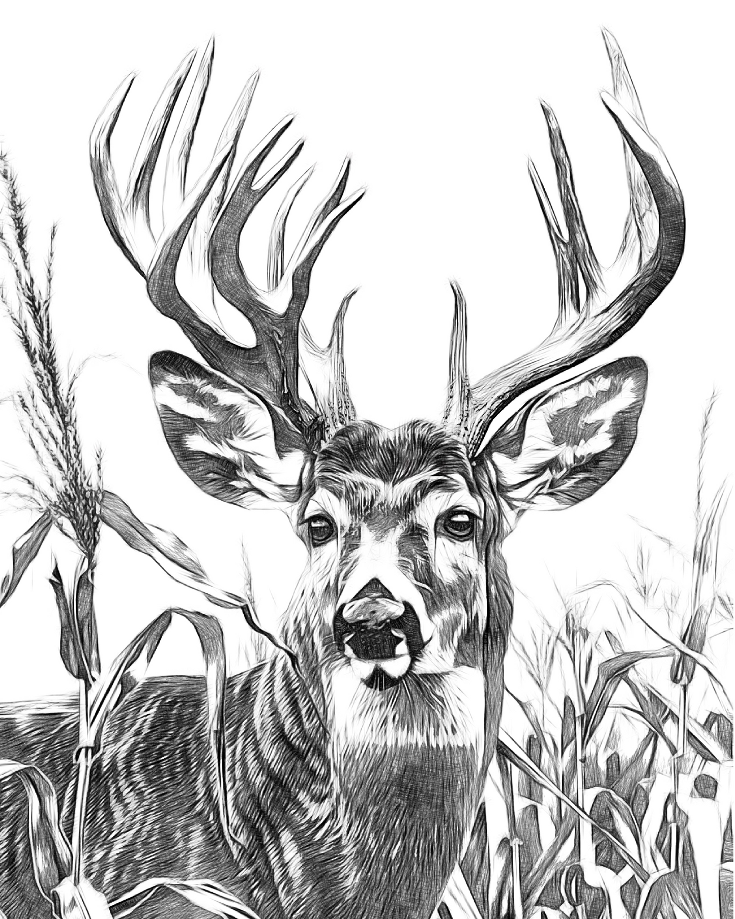 Whitetail Design 003